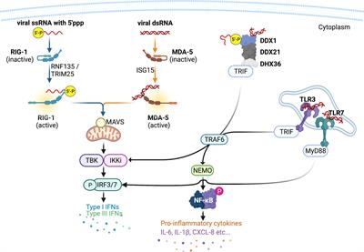 A Game of Infection – Song of Respiratory Viruses and Interferons